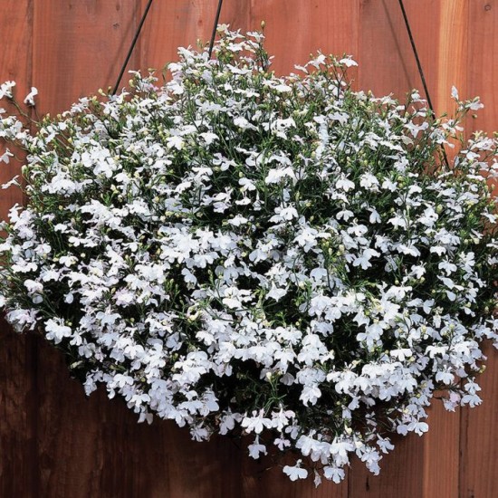 Seminte LOBELIA erinus REGATTA White 1000 multidrajeuri