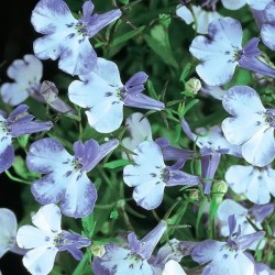 Seminte LOBELIA erinus RIVIERA Blue Splash 1000 multidrajeuri