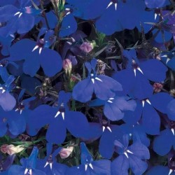 Seminte LOBELIA erinus RIVIERA Marine Blue 1000 multidrajeuri