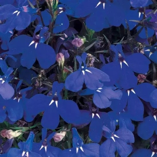 Seminte LOBELIA erinus RIVIERA Marine Blue 1000 multidrajeuri