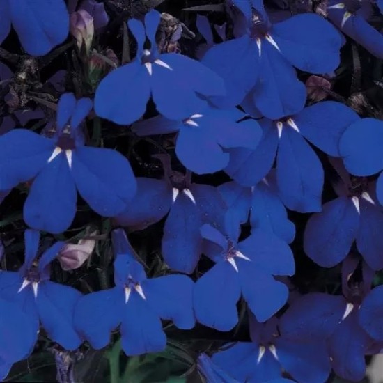 Seminte LOBELIA erinus RIVIERA Midnight Blue 1000 multidrajeuri
