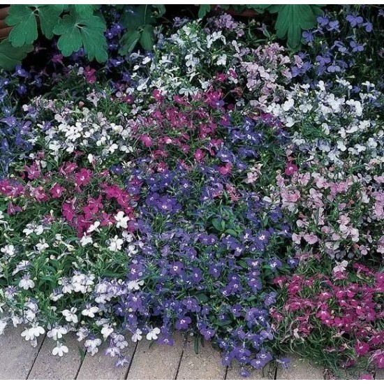 Seminte LOBELIA erinus RIVIERA Mix 1000 multidrajeuri