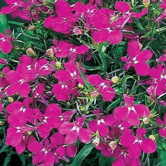 Seminte LOBELIA erinus RIVIERA Rose 1000 multidrajeuri
