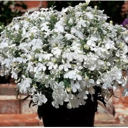 Seminte LOBELIA erinus RIVIERA White 1000 multidrajeuri
