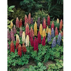 Seminte LUPINUS polyphyllus MINARETTE Mixed -Cafeluta 10 g