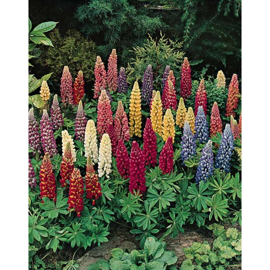 Seminte LUPINUS polyphyllus MINARETTE Mixed -Cafeluta 10 g