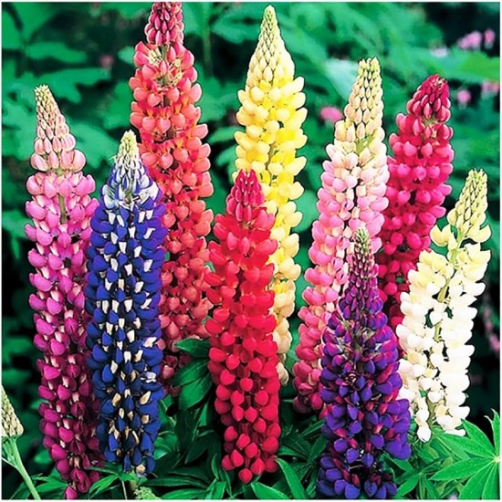 Seminte LUPINUS polyphyllus RUSSEL S Mixed -Cafeluta 10 g