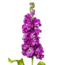 Seminte MATTHIOLA incana ANYTIME Deep Blue 1000s