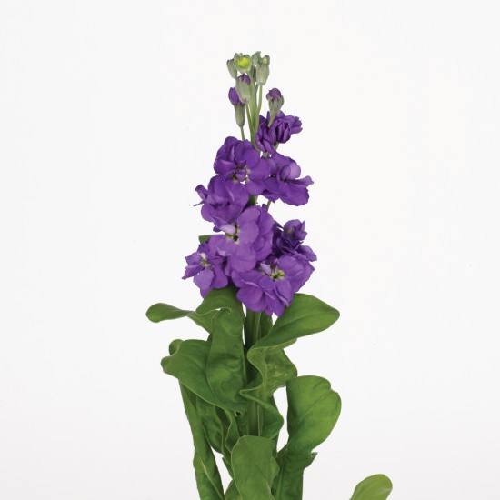 Seminte MATTHIOLA incana ANYTIME Lavender 1000s