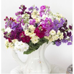 Seminte MATTHIOLA incana ANYTIME Mix 1000s