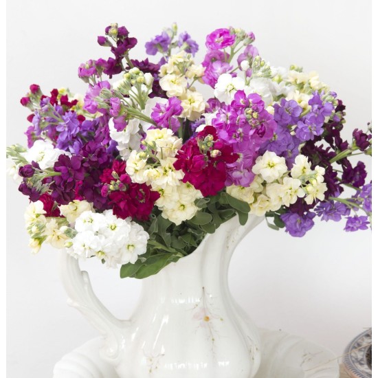 Seminte MATTHIOLA incana ANYTIME Mix 1000s