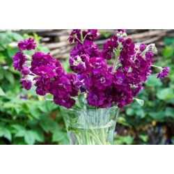 Seminte MATTHIOLA incana ANYTIME Purple 1000s