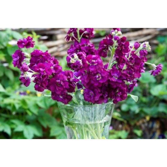 Seminte MATTHIOLA incana ANYTIME Purple 1000s