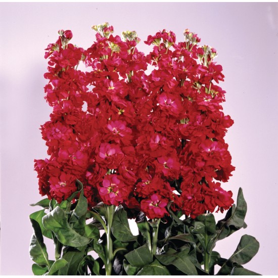 Seminte MATTHIOLA incana ANYTIME Red 1000s