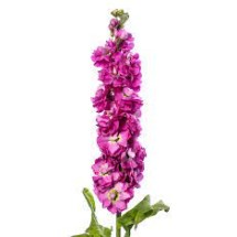 Seminte MATTHIOLA incana ANYTIME Rose 1000s