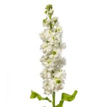 Seminte MATTHIOLA incana ANYTIME White 1000s