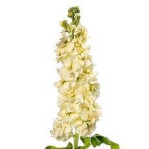 Seminte MATTHIOLA incana ANYTIME Yellow 1000s