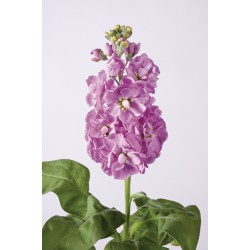 Seminte MATTHIOLA incana CENTUM Pink 1000s