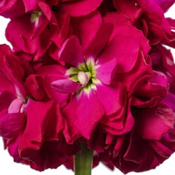Seminte MATTHIOLA incana CENTUM Red 1000s