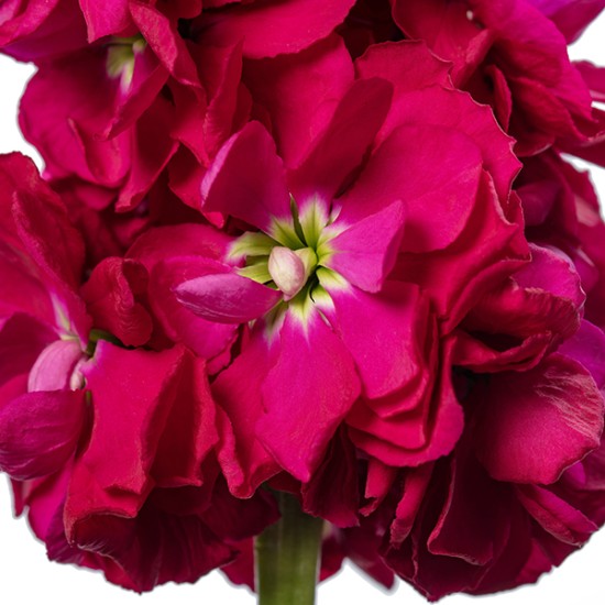 Seminte MATTHIOLA incana CENTUM Red 1000s