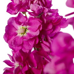Seminte MATTHIOLA incana CENTUM Rose1000s