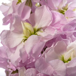 Seminte MATTHIOLA incana CENTUM Soft Pink 1000s