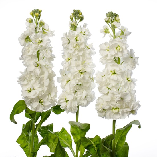 Seminte MATTHIOLA incana CENTUM White 1000s