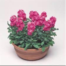 Seminte MATTHIOLA incana CINDERELLA Hot Pink 1000s