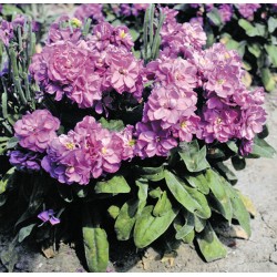 Seminte MATTHIOLA incana CENTUM Lavender 1000s