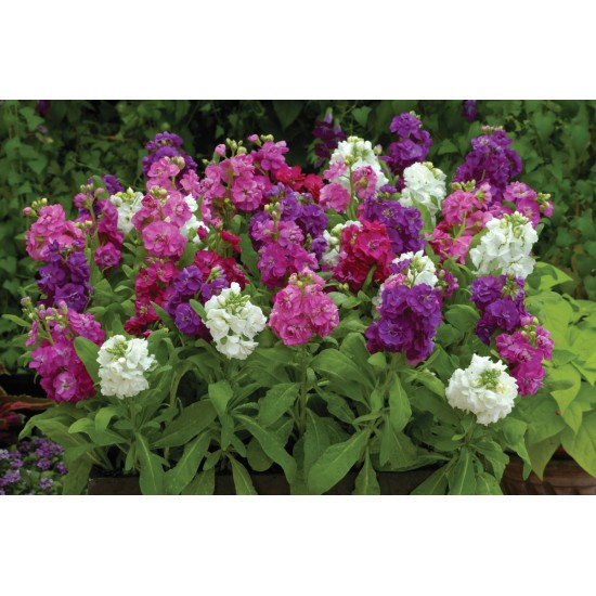 Seminte MATTHIOLA incana HOT CAKES Mix 1000s