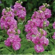 Seminte MATTHIOLA incana HOT CAKES Pink 1000s
