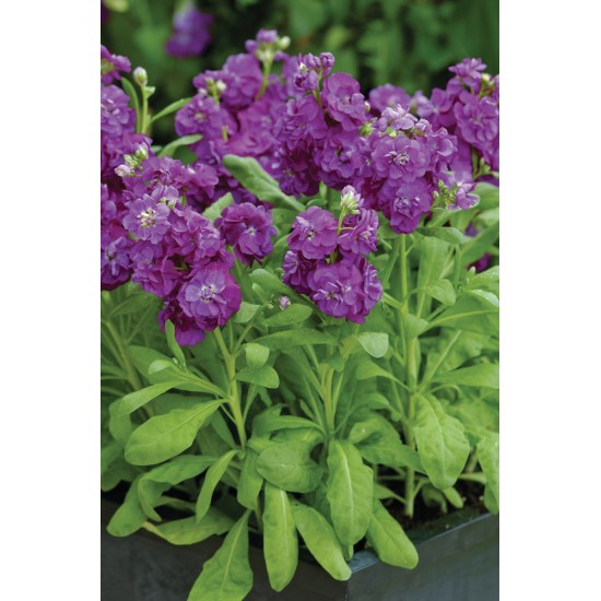 Seminte MATTHIOLA incana HOT CAKES Purple 1000s
