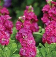 Seminte MATTHIOLA incana HOT CAKES Rose Hot 1000s