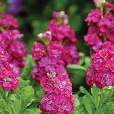 Seminte MATTHIOLA incana HOT CAKES Rose Hot 1000s