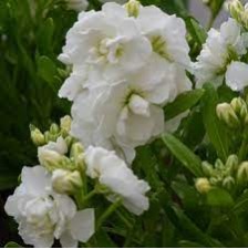 Seminte MATTHIOLA incana HOT CAKES White 1000s