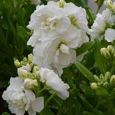 Seminte MATTHIOLA incana HOT CAKES White 1000s