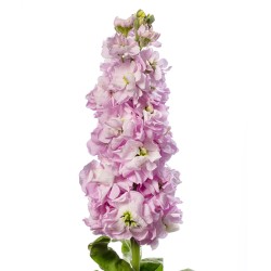 Seminte MATTHIOLA incana JORDYN Cherry Blossom 1000s