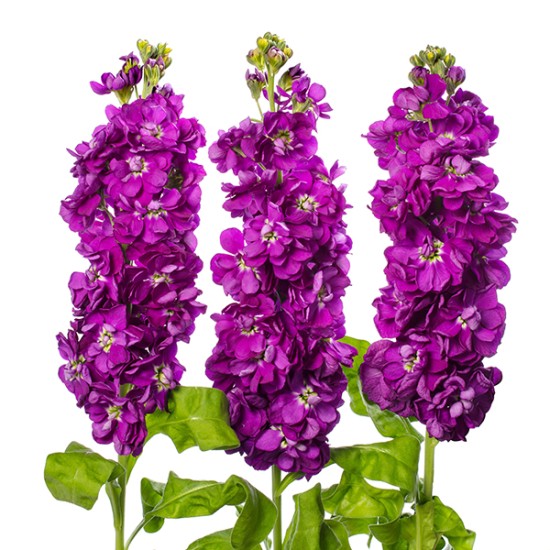 Seminte MATTHIOLA incana JORDYN Deep Blue 1000s