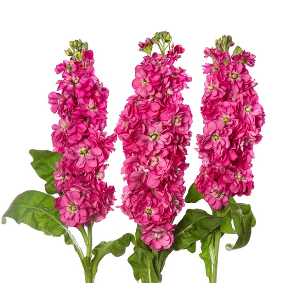 Seminte MATTHIOLA incana JORDYN Deep Rose 1000s