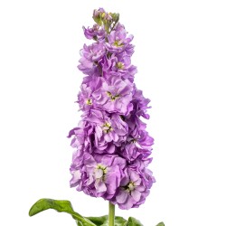 Seminte MATTHIOLA incana JORDYN Lavender 1000s