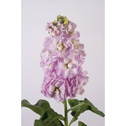 Seminte MATTHIOLA incana JORDYN Light Rose 1000s