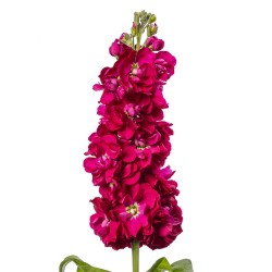 Seminte MATTHIOLA incana JORDYN Red 1000s