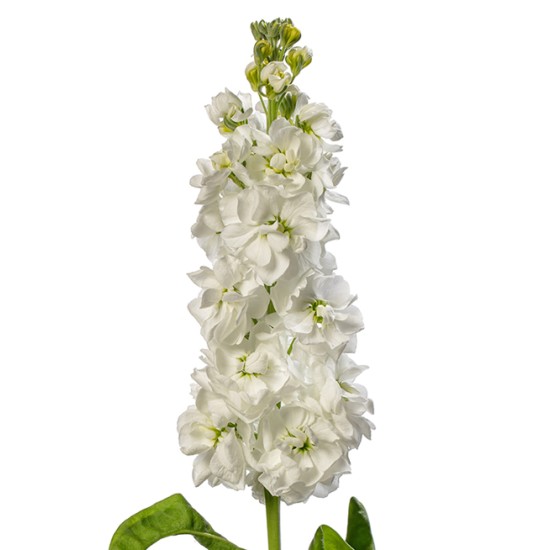 Seminte MATTHIOLA incana JORDYN White 1000s