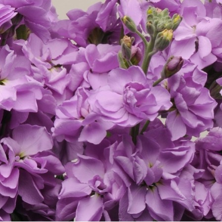 Seminte MATTHIOLA incana KATZ Lavander Light 1000s