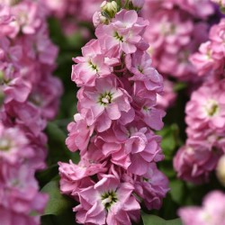 Seminte MATTHIOLA incana MATHILDA Antique Rose 1000s