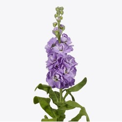 Seminte MATTHIOLA incana MATHILDA Lavender 1000s
