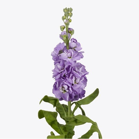 Seminte MATTHIOLA incana MATHILDA Lavender 1000s