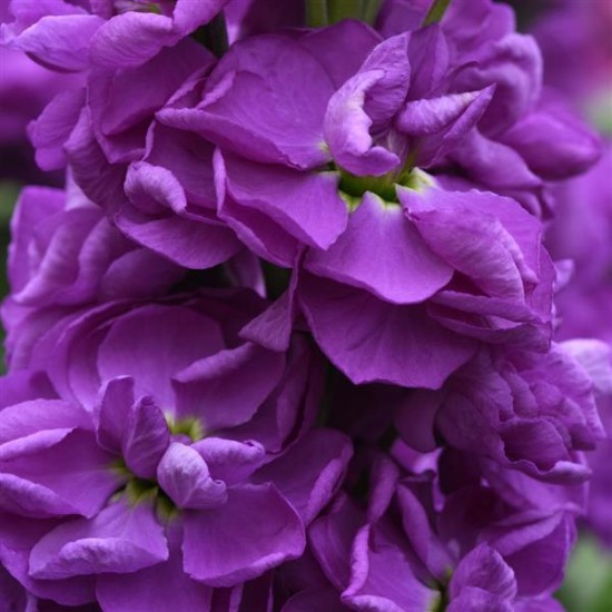 Seminte MATTHIOLA incana MATHILDA Blue 1000s