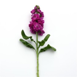 Seminte MATTHIOLA incana MATHILDA Rose 1000s