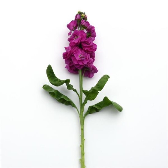 Seminte MATTHIOLA incana MATHILDA Rose 1000s